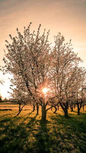 Sunlight Through The Tree Sunset 4K Ultra HD Mobile Wallpaper