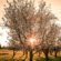 Sunlight Through The Tree Sunset 4K Ultra HD Mobile Wallpaper