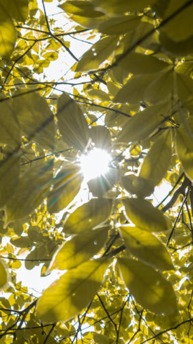 Sunny Day Tree Leaves Sunlight 4K Ultra HD Mobile Wallpaper