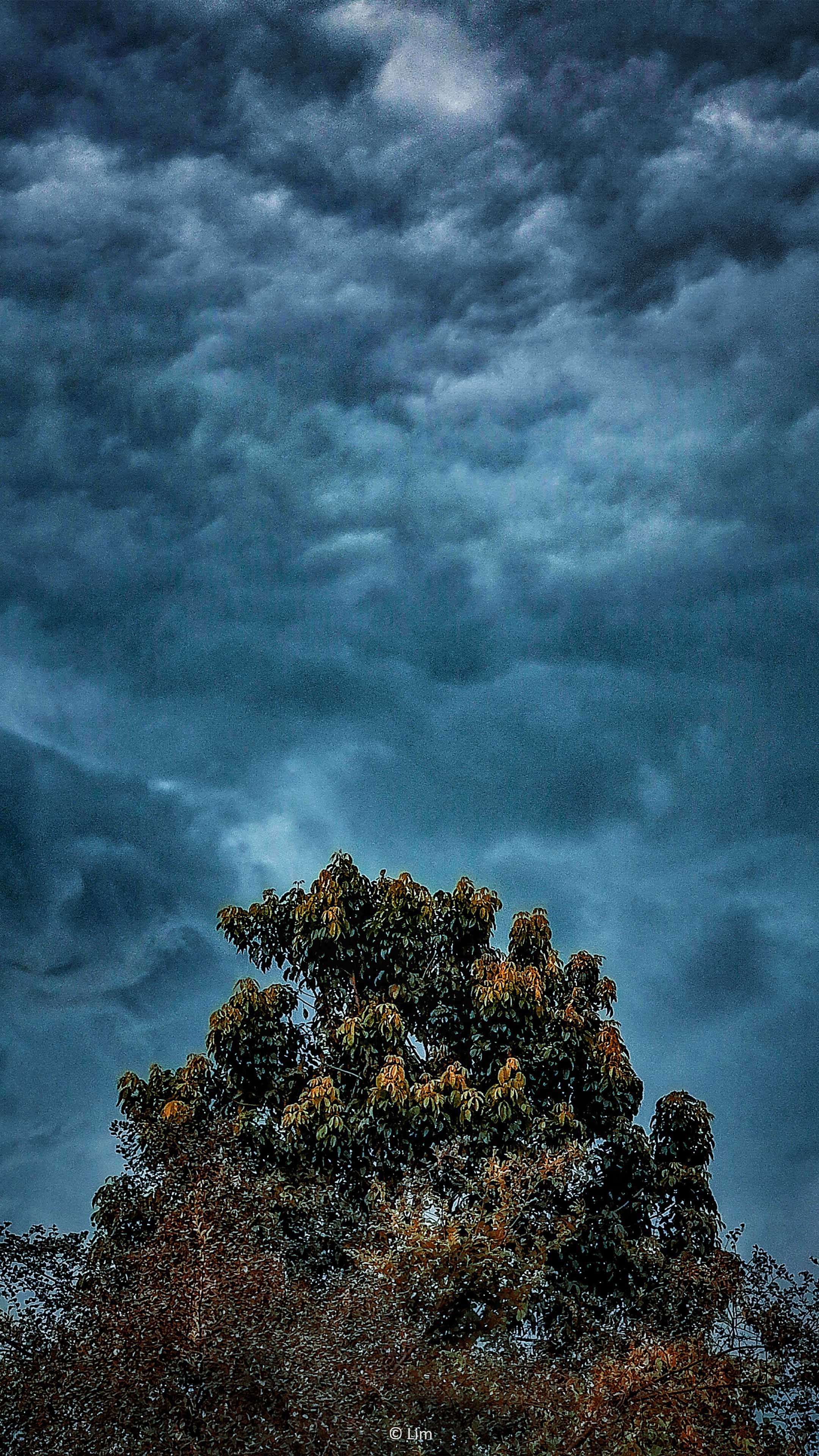 Tree Dark Cloud Extreme Weather 4K Ultra HD Mobile Wallpaper