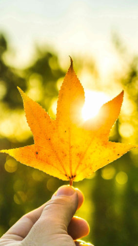 Maple Leaf Hand Sun Light 4K Ultra HD Mobile Wallpaper