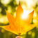Maple Leaf Hand Sun Light 4K Ultra HD Mobile Wallpaper
