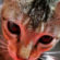 Angry Cute Cat Staring 4K Ultra HD Mobile Wallpaper