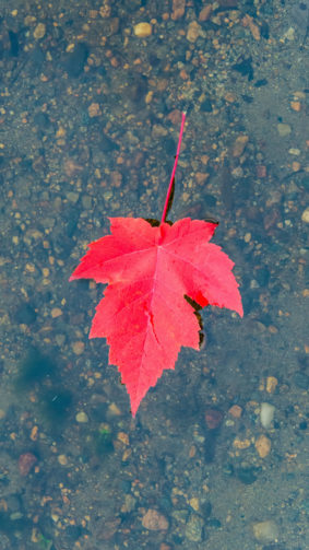 Maple Leaf Floating On Water Fall Winter 4K Ultra HD Mobile Wallpaper