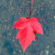 Maple Leaf Floating On Water Fall Winter 4K Ultra HD Mobile Wallpaper