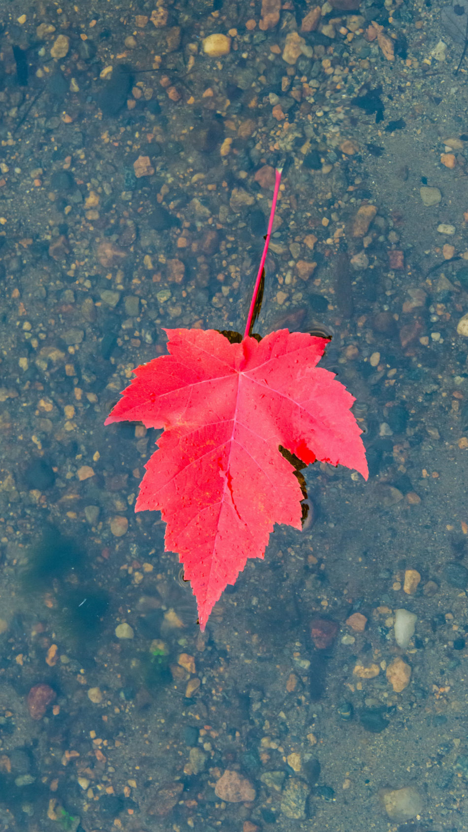 Maple Leaf Floating On Water Fall Winter 4K Ultra HD Mobile Wallpaper