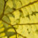 Yellow Ferns 4K Ultra HD Mobile Wallpaper
