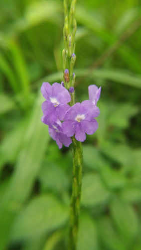 Jamaica Vervain Blue Flowers 4K Ultra HD Mobile Wallpaper