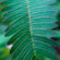 Mimosa Pudica Leaves 4K Ultra HD Mobile Wallpaper