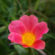 Moss Rose Red Flower Spring 4K Ultra HD Mobile Wallpaper