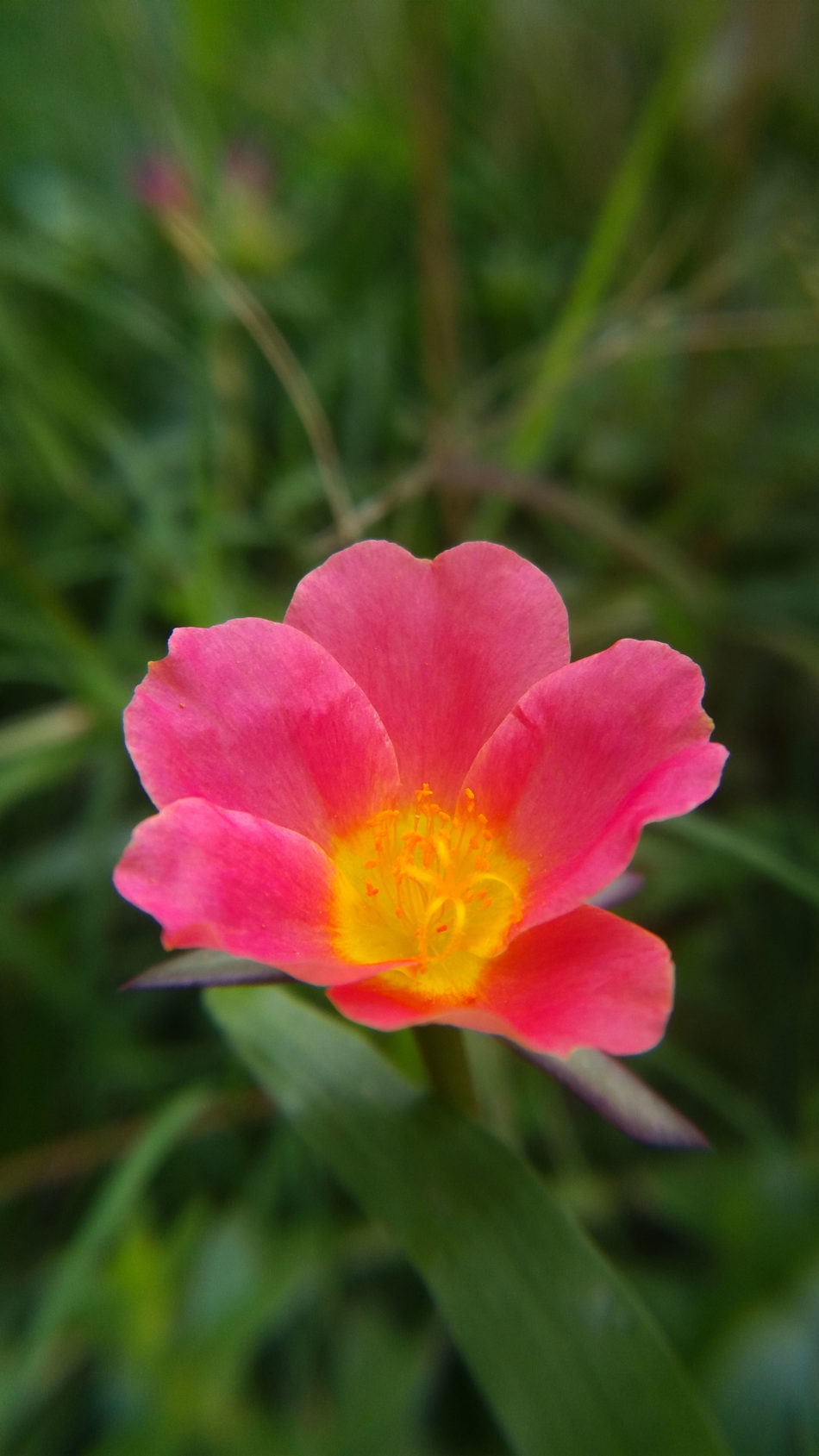 Moss Rose Red Flower Spring 4K Ultra HD Mobile Wallpaper