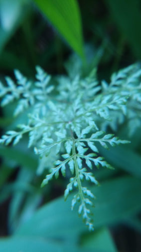 Mountain Bladderfern Leaves Green Spring 4K Ultra HD Mobile Wallpaper