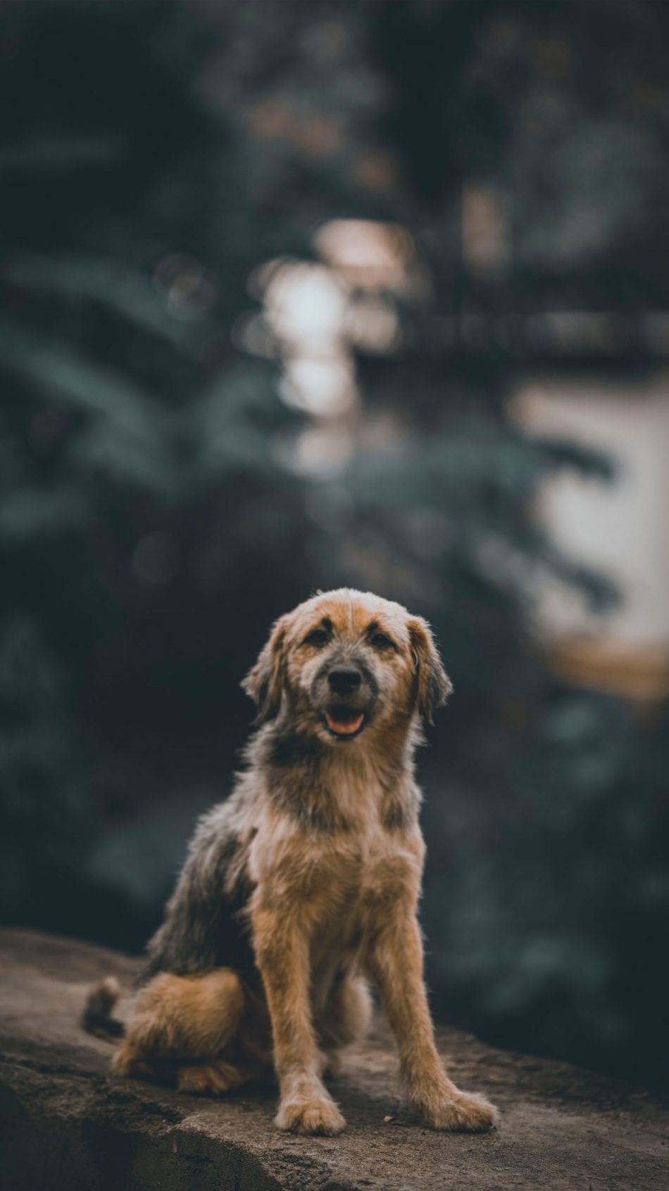 Cute Dog Staring 4K Ultra HD Mobile Wallpaper