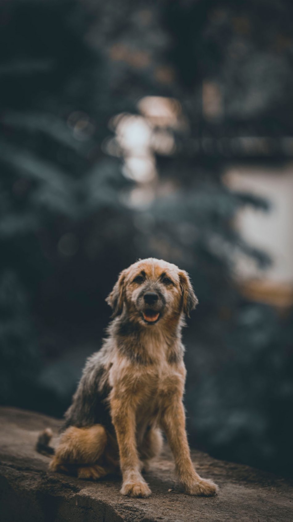Cute Dog Staring 4K Ultra HD Mobile Wallpaper Cute Dog Staring 4K Ultra HD Mobile Wallpaper
