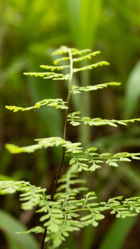 Green Cloak Fern 4K Ultra HD Mobile Wallpaper