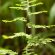 Green Cloak Fern 4K Ultra HD Mobile Wallpaper