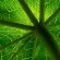 Papaya Leaf 4K Ultra HD Mobile Wallpaper