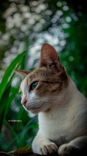 Cat In Forest 4K Ultra HD Mobile Wallpaper