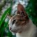 Cat In Forest 4K Ultra HD Mobile Wallpaper