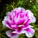 Moss Rose Flower 4K Ultra HD Mobile Wallpaper