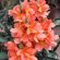 Orange Color Firecracker Flower 4K Ultra HD Mobile Wallpaper