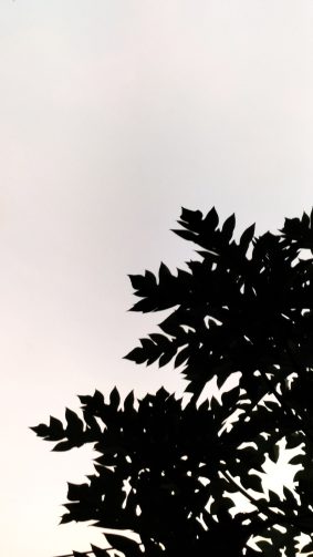 Papaya Leaves Clear Sky Monochrome 4K Ultra HD Mobile Wallpaper