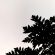 Papaya Leaves Clear Sky Monochrome 4K Ultra HD Mobile Wallpaper