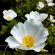 Sageleaf Rockrose Flower 4K Ultra HD Mobile Wallpaper