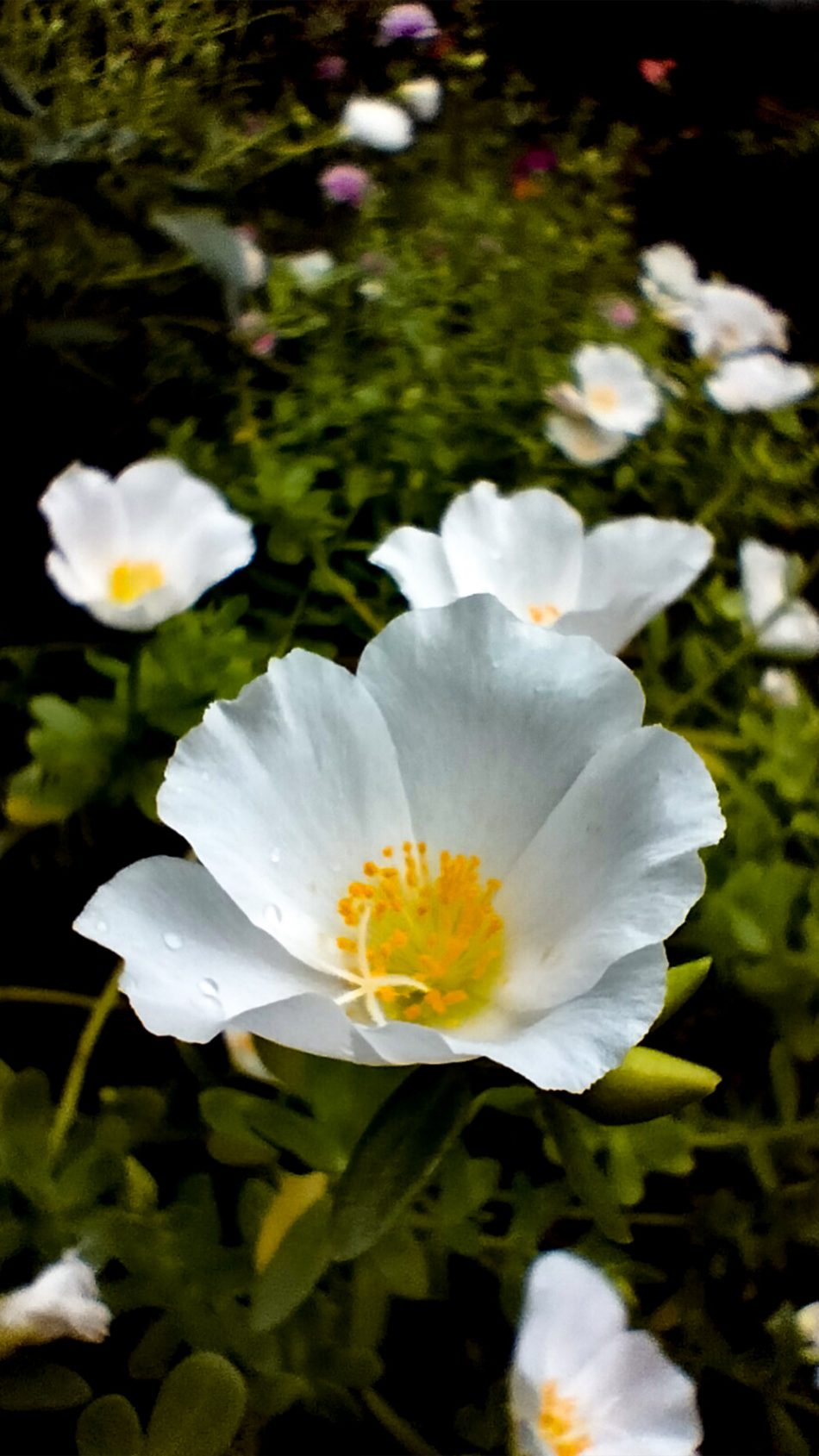 Sageleaf Rockrose Flower 4K Ultra HD Mobile Wallpaper