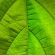 Green Leaf Macro 4K Ultra HD Mobile Wallpaper