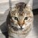 Cat Staring Asking For Food 4K Ultra HD Mobile Wallpaper
