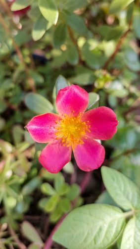 Pink Wingpod Purslane Flower 4K Ultra HD Mobile Wallpaper