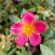 Pink Wingpod Purslane Flower 4K Ultra HD Mobile Wallpaper
