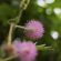 Touch-me-not Plant Flowers 4K Ultra HD Mobile Wallpaper