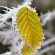 Winter Frozen Leaf Snow 4K Ultra HD Mobile Wallpaper