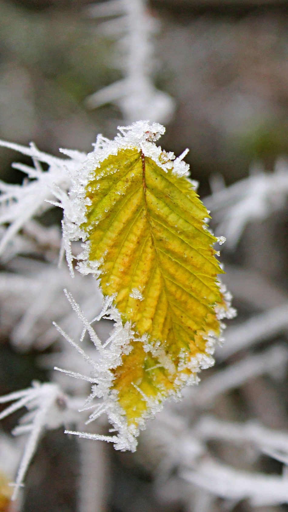 Winter Frozen Leaf Snow 4K Ultra HD Mobile Wallpaper