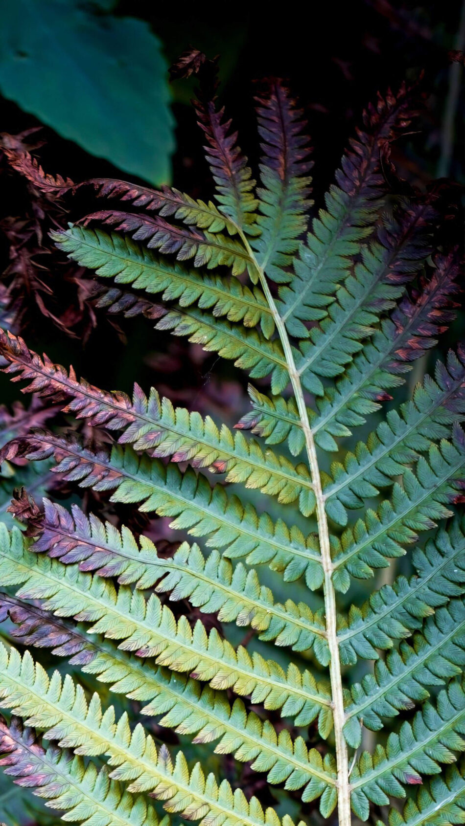 Alpine Wood Fern Colorful Leaf 4K Ultra HD Mobile Wallpaper