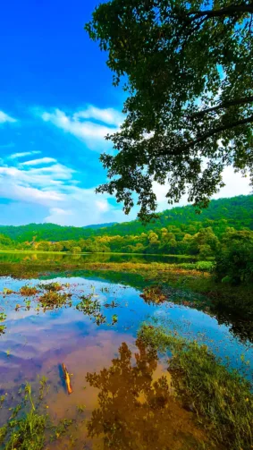 Lake Green Trees Blue Sky 4K Ultra HD Mobile Wallpaper