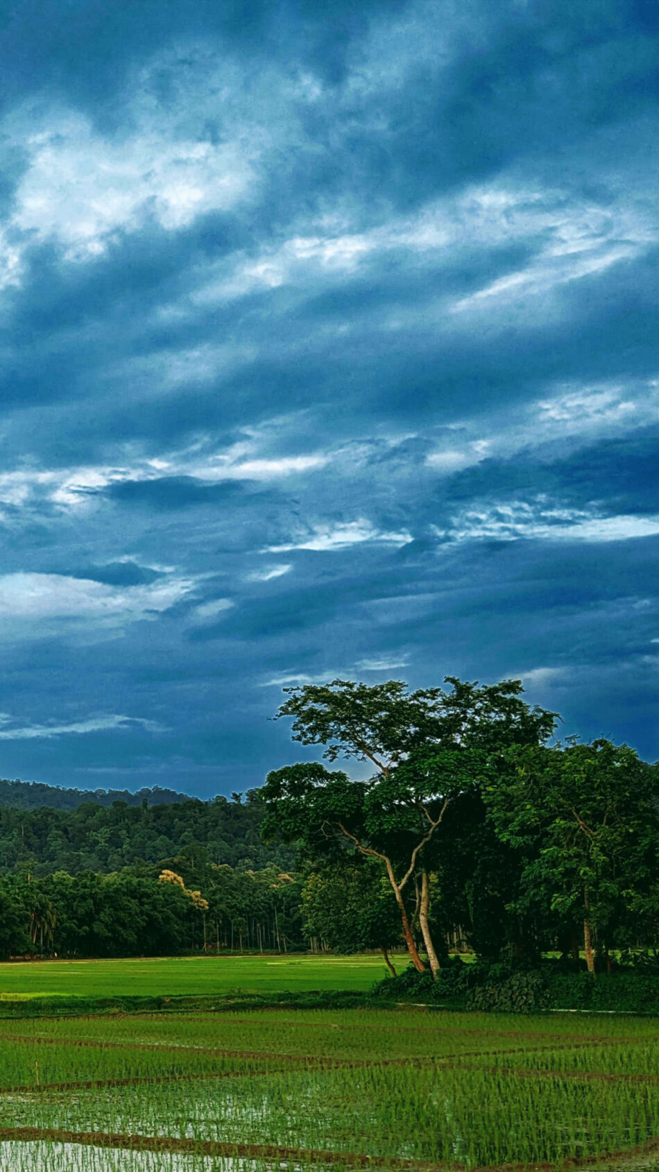 Rice Field Rainy Day Dark Clouds 4K Ultra HD Mobile Wallpaper