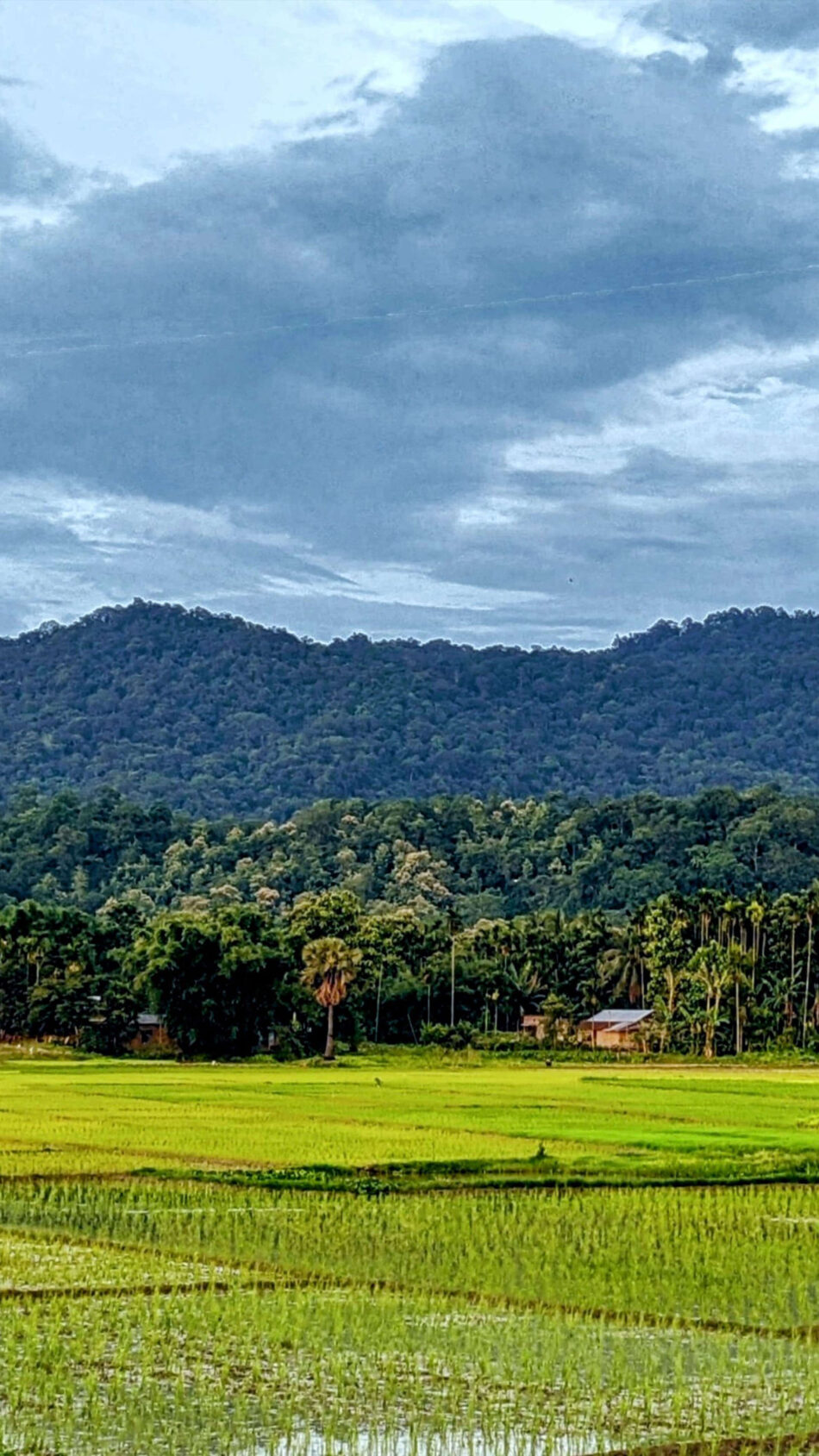 Rice Field Village Hills Clouds 4K Ultra HD Mobile Wallpaper