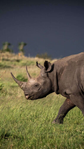 Two Horned Rhino Walking On Grass 4K Ultra HD Mobile Wallpaper