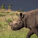 Two Horned Rhino Walking On Grass 4K Ultra HD Mobile Wallpaper
