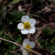 White Northern Anemone Flower 4K Ultra HD Mobile Wallpaper