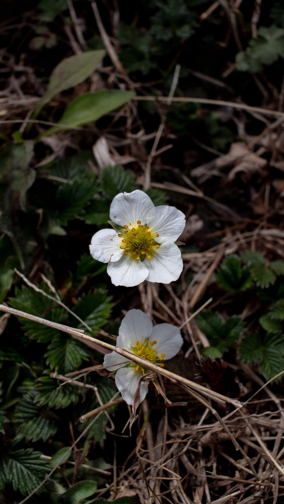 White Northern Anemone Flower 4K Ultra HD Mobile Wallpaper