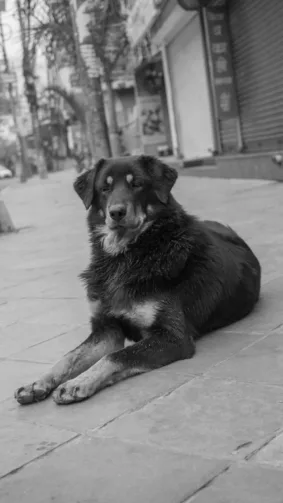 Black Himalayan Sheepdog Monochrome