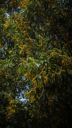 Black Wattle Tree Yellow Flowers