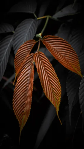 Brown Golden Leaves Dark Background