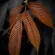 Brown Golden Leaves Dark Background