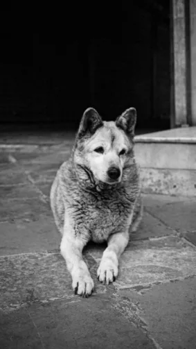 Himalayan Tibetan Dog Sitting on Street Monochrome
