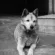 Himalayan Tibetan Dog Sitting on Street Monochrome